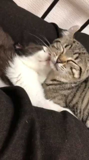 猫 いちゃいちゃ 2匹 仲良し 動画