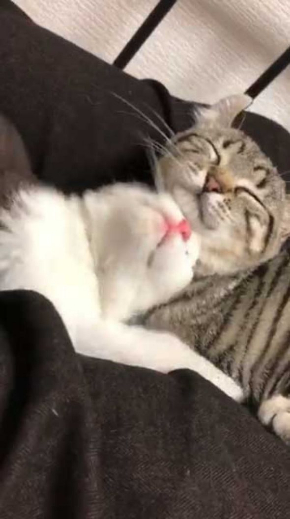 猫 いちゃいちゃ 2匹 仲良し 動画