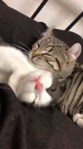 猫 いちゃいちゃ 2匹 仲良し 動画