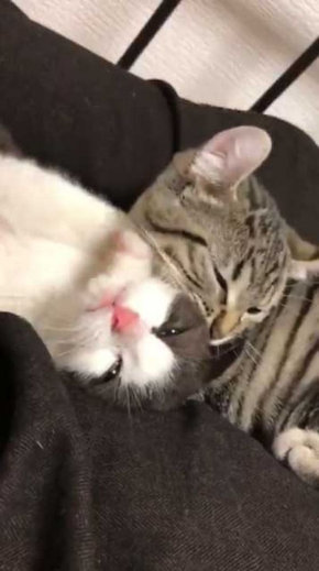猫 いちゃいちゃ 2匹 仲良し 動画