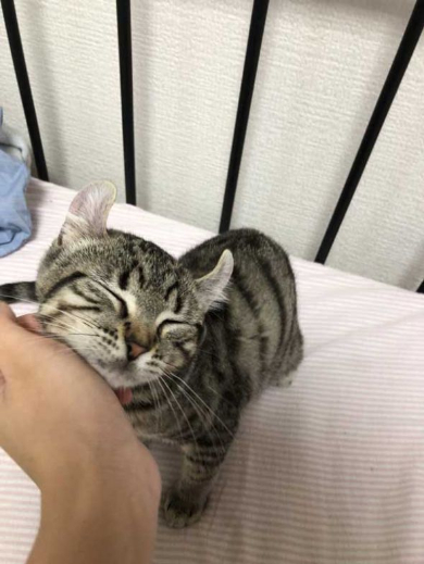 猫 いちゃいちゃ 2匹 仲良し 動画