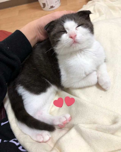 猫 いちゃいちゃ 2匹 仲良し 動画