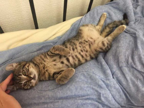 猫 いちゃいちゃ 2匹 仲良し 動画
