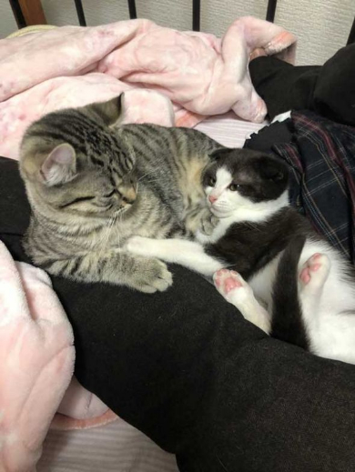 猫 いちゃいちゃ 2匹 仲良し 動画