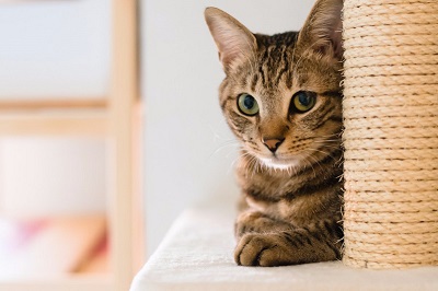 抱っこで分かる猫の性格