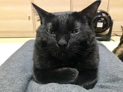 抱っこで分かる猫の性格