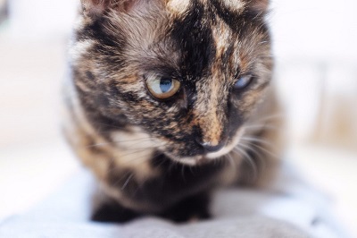 抱っこで分かる猫の性格