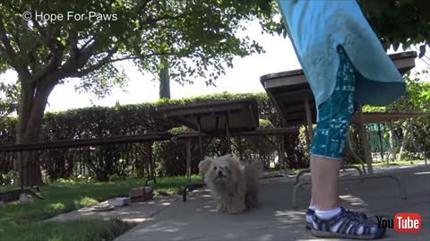 犬