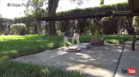 犬