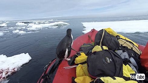 南極観測隊 ペンギン ハプニング かわいい