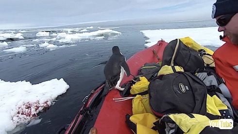 南極観測隊 ペンギン ハプニング かわいい