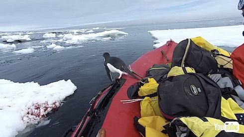 南極観測隊 ペンギン ハプニング かわいい
