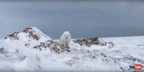 Incredible Up-close Arctic Fox Encounter