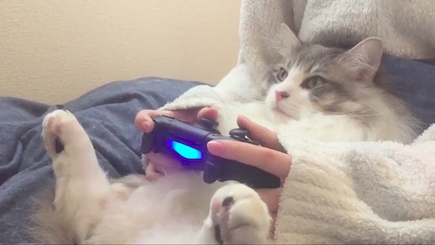 飼い主とねこがゲームをしている様子