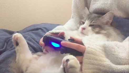 眠くなってきたねこ