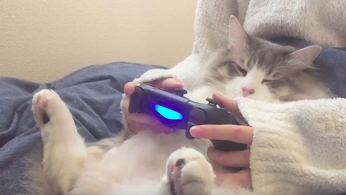 うとうとしているねこ