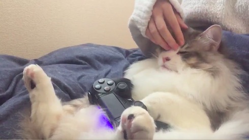 なでられるねこ