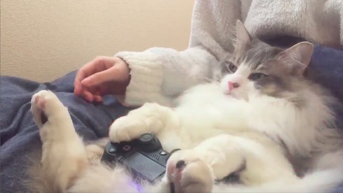 コントローラーを持つねこ