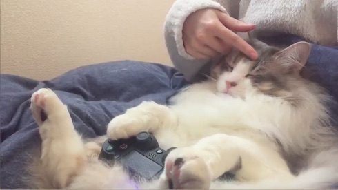 再度なでられるねこ