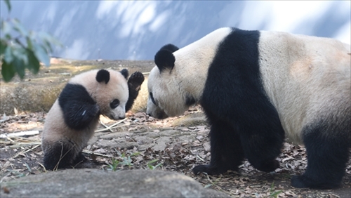上野動物園シャンシャン