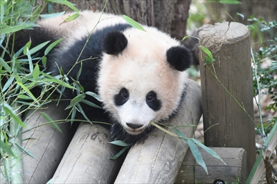 上野動物園シャンシャン