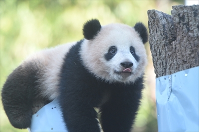 上野動物園シャンシャン