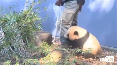 上野動物園シャンシャン