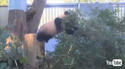 上野動物園シャンシャン
