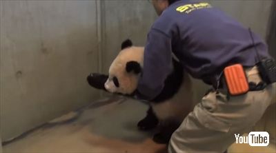 上野動物園シャンシャン