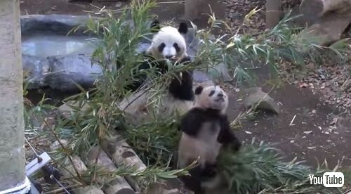 上野動物園シャンシャン
