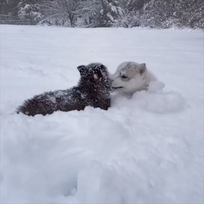 シベリアンハスキーの子犬たち