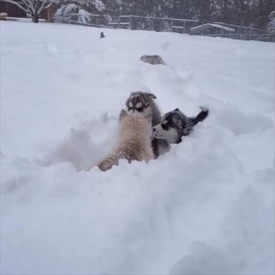 シベリアンハスキーの子犬たち