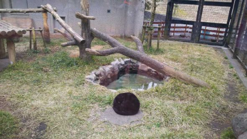 黒豹 クロヒョウ 丸 球体 平川動物公園
