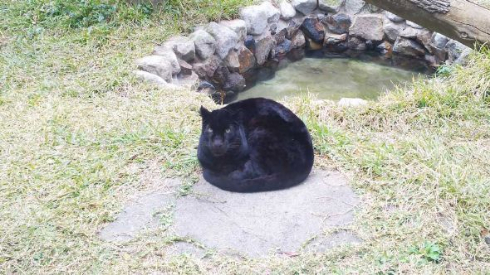 黒豹 クロヒョウ 丸 球体 平川動物公園