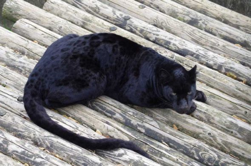 黒豹みたいな黒猫様専用