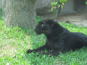 黒豹 クロヒョウ 丸 球体 平川動物公園