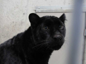 黒豹 クロヒョウ 丸 球体 平川動物公園