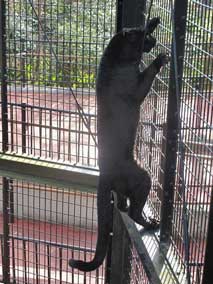 黒豹 クロヒョウ 丸 球体 平川動物公園