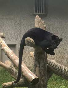 黒豹 クロヒョウ 丸 球体 平川動物公園