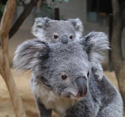 名古屋東山コアラ命名
