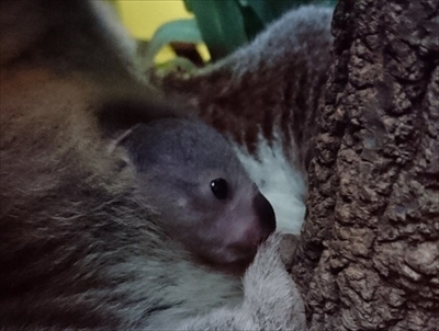 名古屋東山コアラ命名