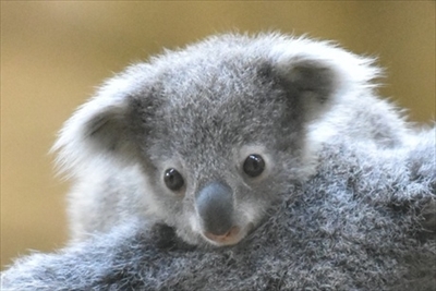 名古屋東山コアラ命名