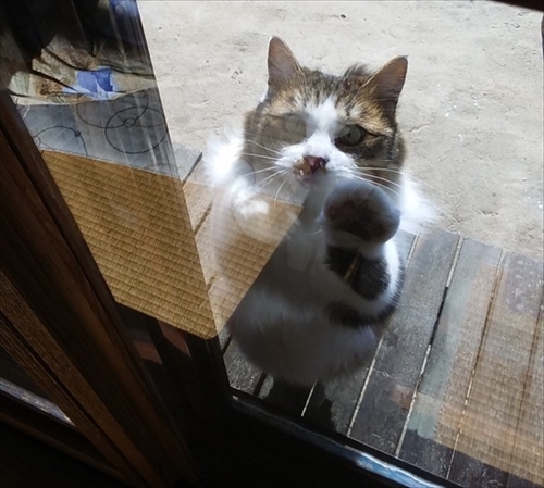 猫に関する調査