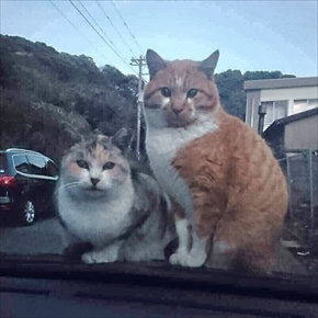 保護ねこのCTO