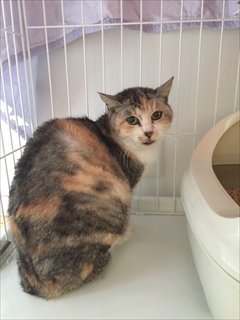 保護ねこのCTO