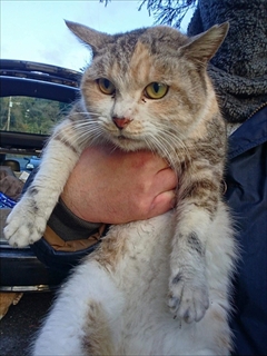 保護ねこのCTO