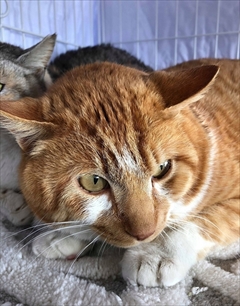 保護ねこのCTO