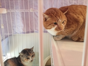 保護ねこのCTO
