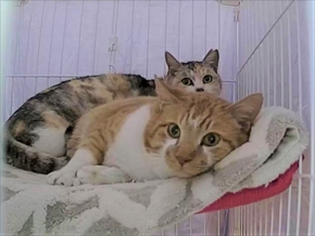 保護ねこのCTO
