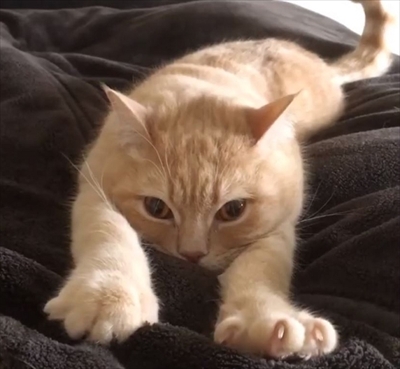 フミフミ猫ちゃん